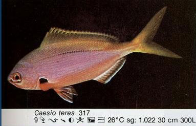 Caesio teres